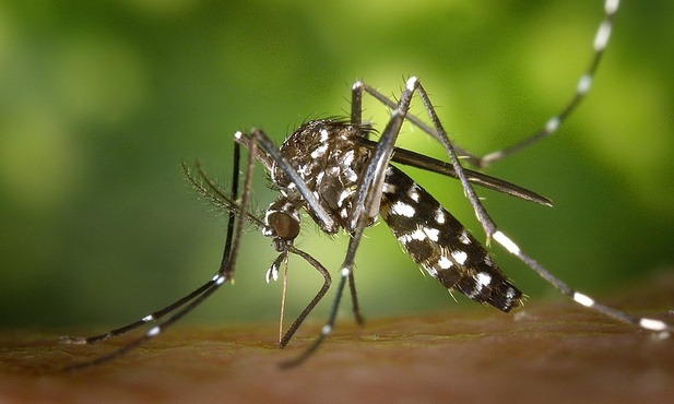 Aedes albopictus czyli komar tygrysi