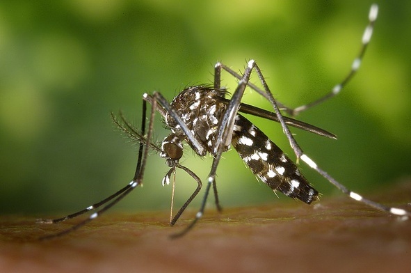 Aedes albopictus czyli komar tygrysi