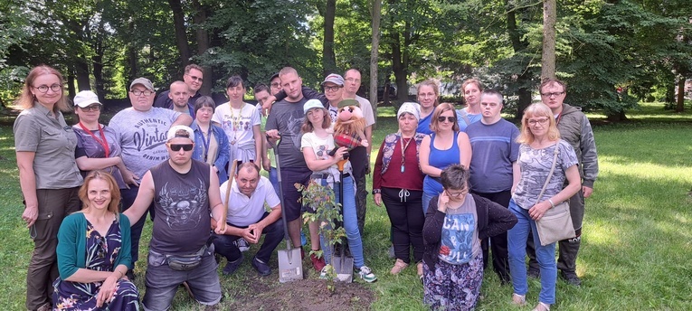 Lwówek Śląski. Lipa darem dla teatru Drzewo