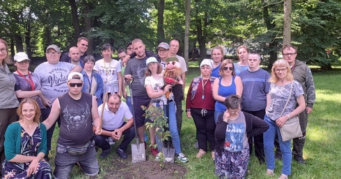 Lwówek Śląski. Lipa darem dla teatru Drzewo