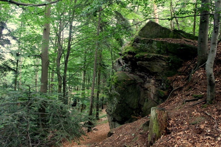 Nadleśnictwo Brzesko z leśną galerią, czyśćcem i skarbami sprzed wieków
