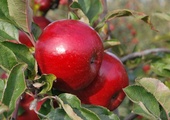 W przedwojennych sadach w Bieszczadach dojrzewają jabłka, którymi będą się zajadać dzikie zwierzęta