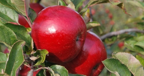 W przedwojennych sadach w Bieszczadach dojrzewają jabłka, którymi będą się zajadać dzikie zwierzęta