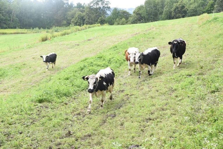 Białogrzbiete w Ciężkowicach