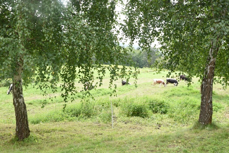 Białogrzbiete w Ciężkowicach