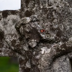 Kamienne krzyże bruśnieńskie