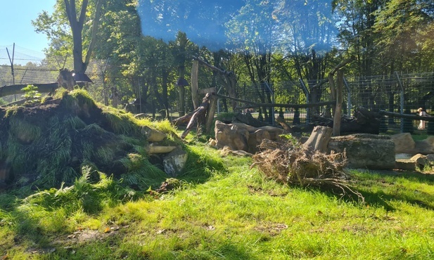 Chorzów. W ZOO otwarto nowe wybiegi dla rysi i dla rosomaków