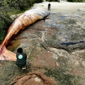 Urugwaj: Morze wyrzuciło na brzeg 20-tonowego płetwala błękitnego
