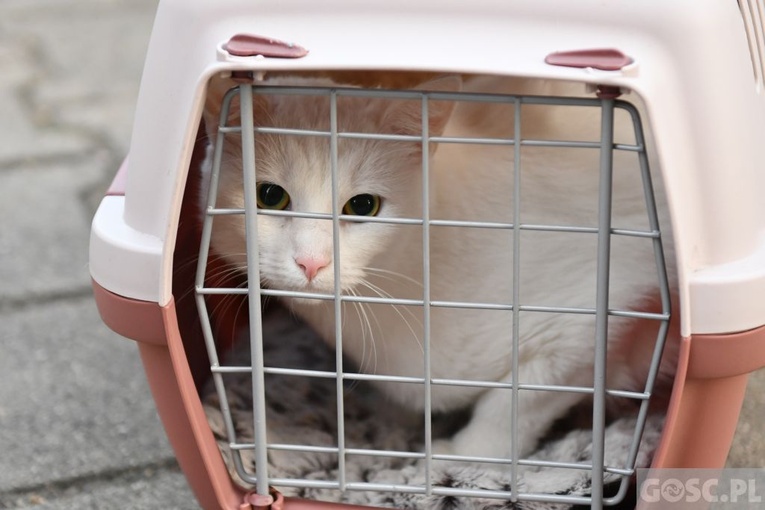 Błogosławieństwo zwierząt w Nowej Soli