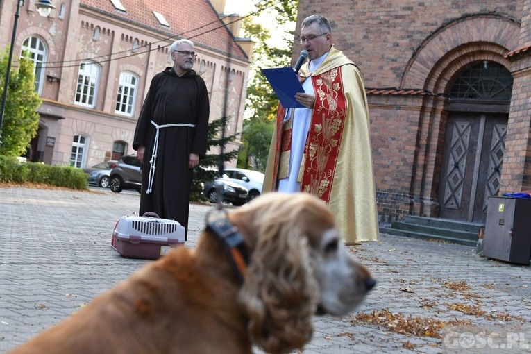 Błogosławieństwo zwierząt w Nowej Soli