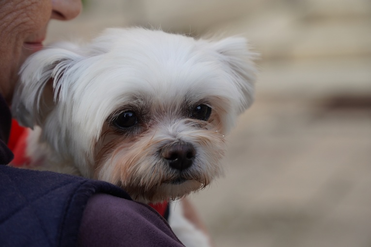 Błogoslawieństwo zwierzat w dzień św. Franciszka z Asyżu
