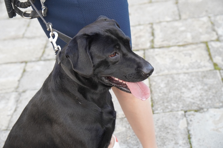 Błogoslawieństwo zwierzat w dzień św. Franciszka z Asyżu