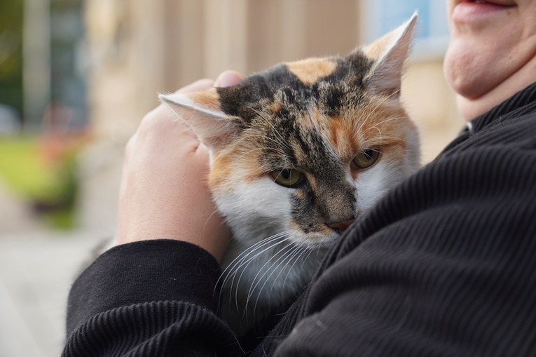 Błogoslawieństwo zwierzat w dzień św. Franciszka z Asyżu