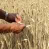 KE zatwierdziła polski program pomocy państwowej dla producentów zbóż i nasion oleistych