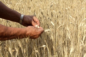 KE zatwierdziła polski program pomocy państwowej dla producentów zbóż i nasion oleistych