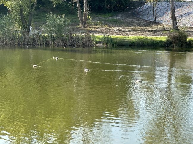 Stalowa Wola. Droga i oczko