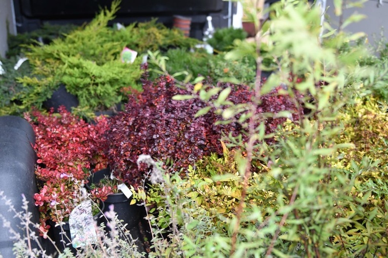 Powrót zieleni na Szmaragdowe Wzgórze