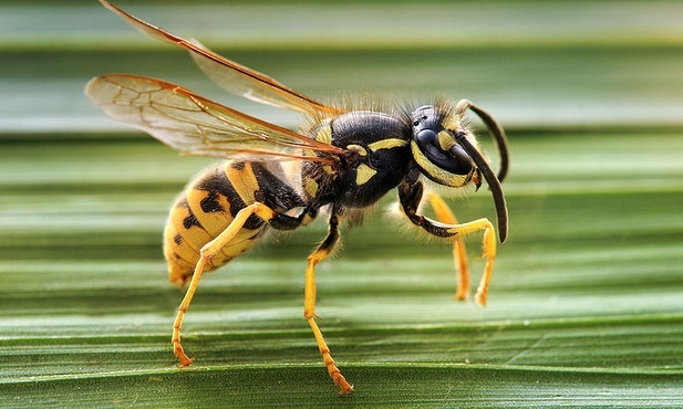 Osa. Tu Vespula germanica 