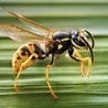 Osa. Tu Vespula germanica 