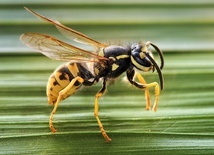 Osa. Tu Vespula germanica 