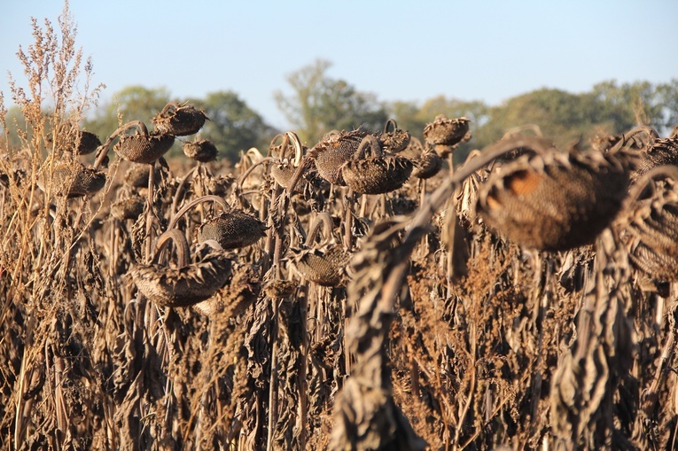 Pielgrzymka do Trzebnicy 2023 - cz. 4