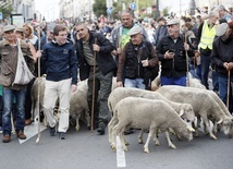 Owce i kozy zdobyły Madryt