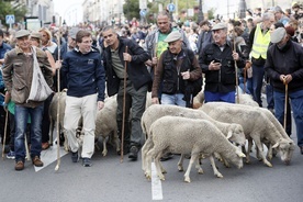 Owce i kozy zdobyły Madryt