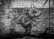 Szczury mają wyobraźnię