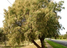 Tamaryszek (Tamarix aphylla)