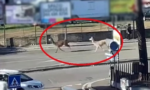 Rzym. Ucieczki zwierząt z cyrków
