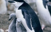 Sen pingwinów mocno przerywany