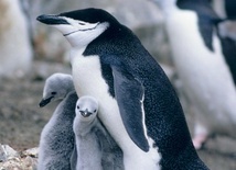 Sen pingwinów mocno przerywany