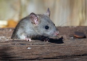 Myszy przechodzą test lustra
