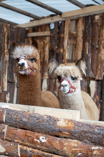 Kiermasz swiąteczny w Zamku w Baranowie Sandomierskim
