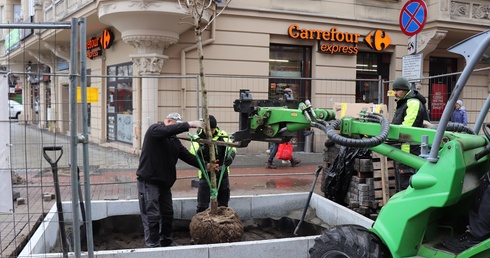 Katowice. 7 kasztanowców czerwonych na ul. Stawowej