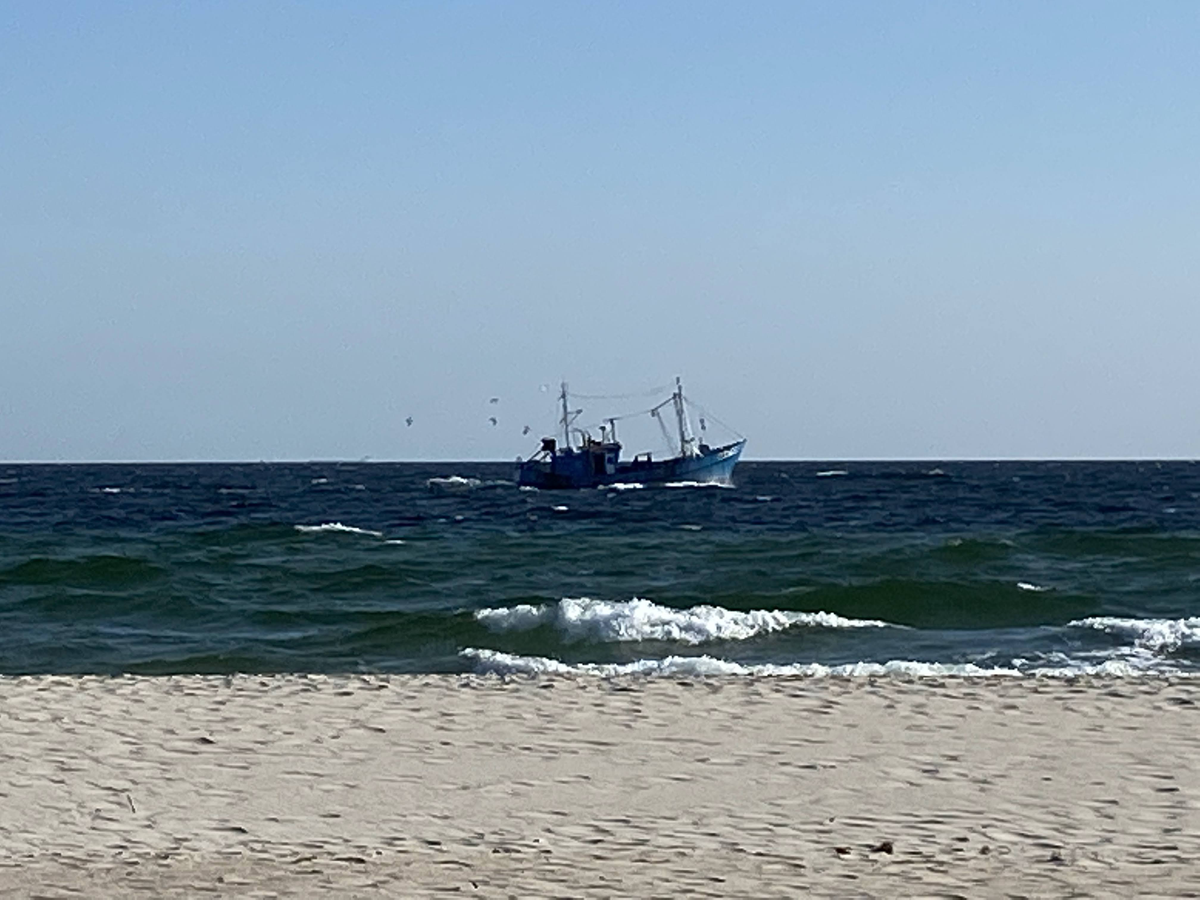 Los naufragios son un refugio para la vida marina