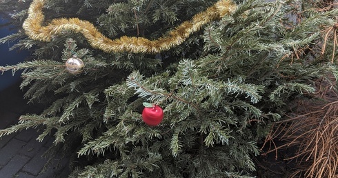 Region. Co zrobić ze świątecznymi choinkami?