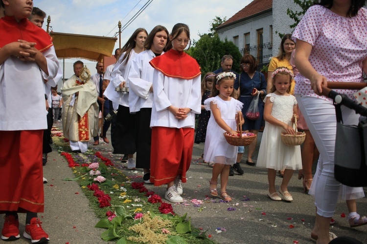 Tradycja kwietnych dywanów na Boże Ciało w Kluczu, Olszowej, Zalesiu Śląskim i Zimnej Wódce