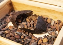 Pierwsza w Europie plantacja kakaowca