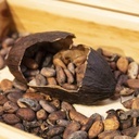 Pierwsza w Europie plantacja kakaowca