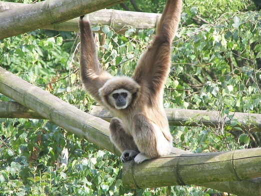 Gibbon białoręki