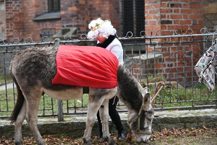 Osiołki na świątecznych spotkania w Świdnicy