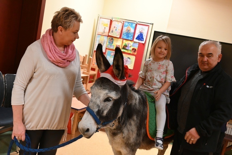 Osiołki na świątecznych spotkania w Świdnicy