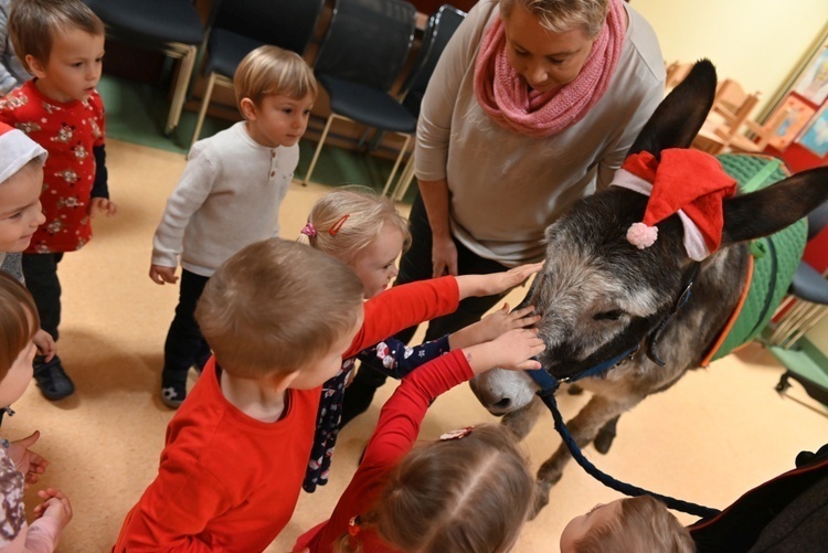 Osiołki na świątecznych spotkania w Świdnicy