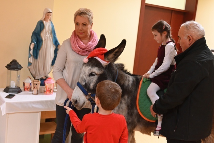 Osiołki na świątecznych spotkania w Świdnicy