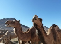 QUIZ: Przysłowia i metafory biblijne