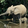 Słonie leśne