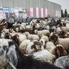 Owce przed murem oddzielającym Izrael od Palestyny