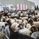 Owce przed murem oddzielającym Izrael od Palestyny
