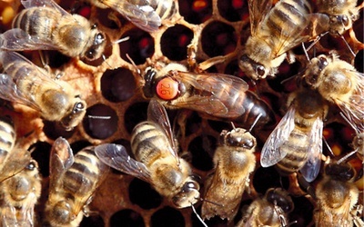 Pszczoły robotnice otaczające matkę.